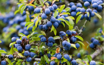 Grow your own Sloe Gin? Yes Please!