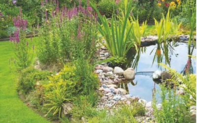 Pond Myths Busted: The Truth About Plants, Wildlife & Easy Maintenance